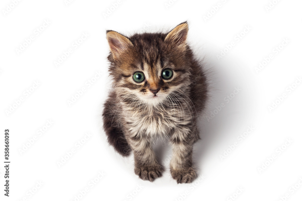 Obraz premium Cute little striped kitten isolated on white background