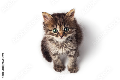 Cute little striped kitten isolated on white background