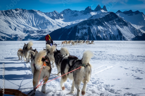 sled dogs in snow