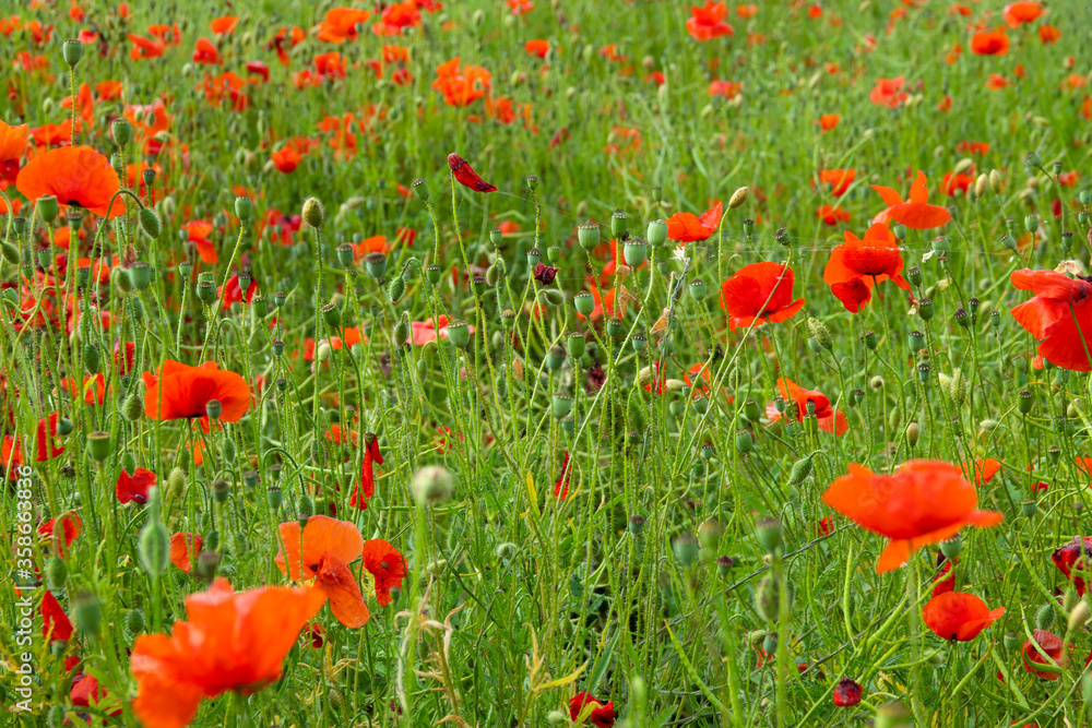 Obraz premium Das Feld der roten Mohnblumen am sonnigen Tag