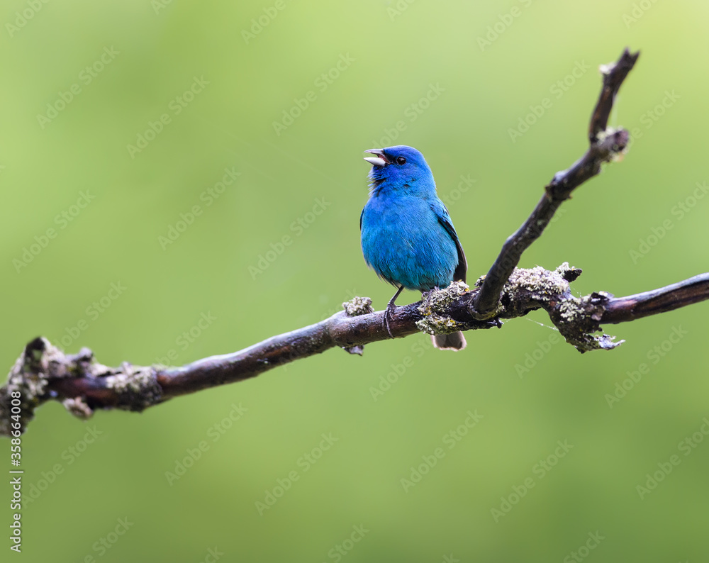 Indigo Bunting on Tree Branch in Spring on Green Background