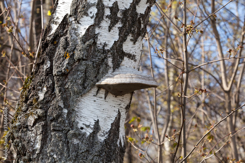 Chaga birch mushroom on a tree trunk. The parasite is used in alternative medicine. Springtime
