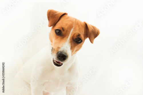 Jack Russell Terrier on a white background sitting sideways with a cute smile on his face