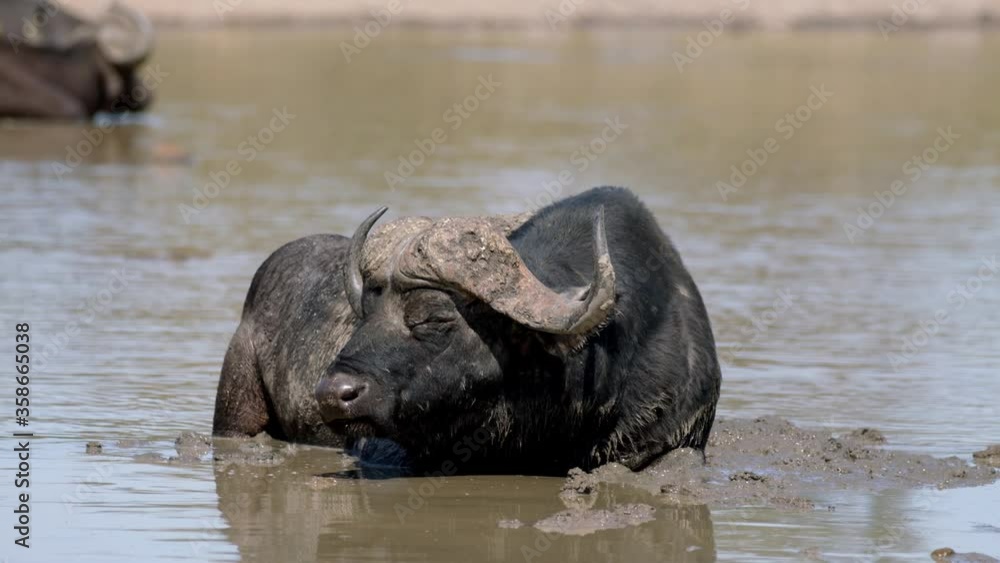 African Buffalo Resting And Sleeping On The Mud By The River In Kruger National Park, South Africa. - wide shot African Buffalo Resting And Sleeping On The Mud By The River In Kruger National Park, South Africa. - wide shot