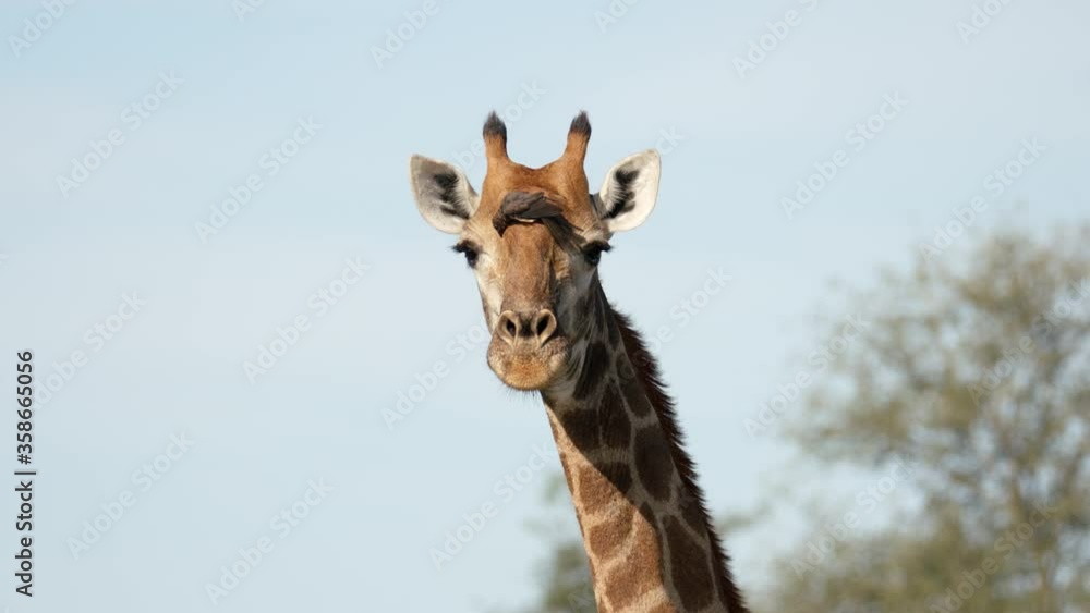 Giraffe With Oxpecker Perched And Eating Ticks On The Head In Kruger National Park In South Africa. - medium shot