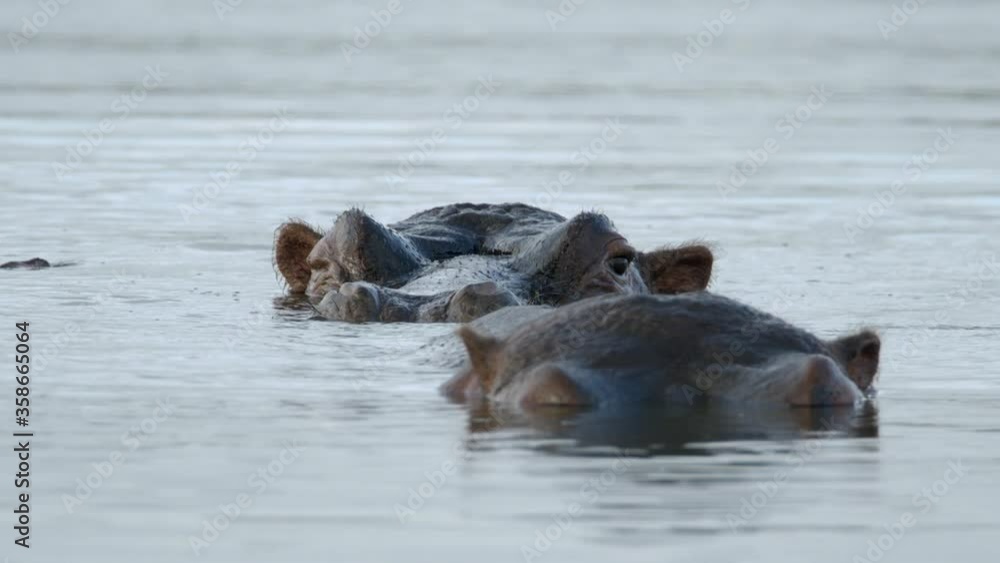 A Pair Of Hippopotamus Submerged Body On The Water In Kruger National Park, South Africa - close up A Pair Of Hippopotamus Submerged Body On The Water In Kruger National Park, South Africa - close up