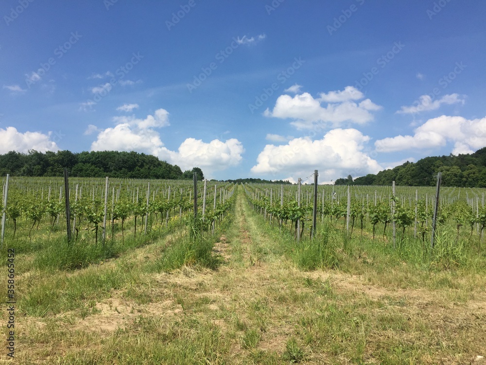 vineyard in france