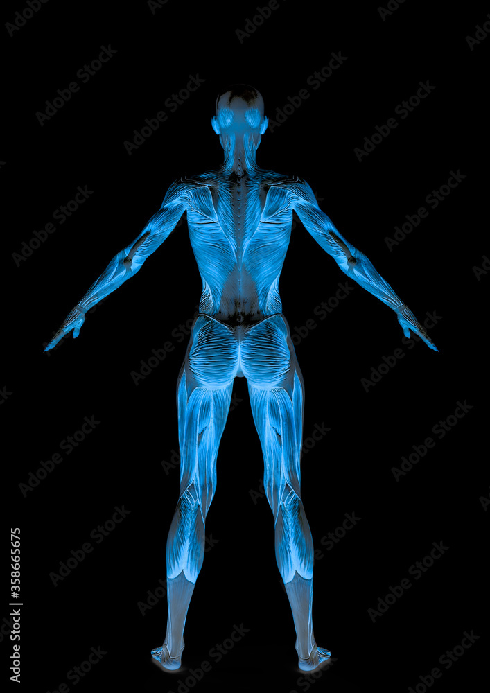 muscle woman standing up in white background rear view muscle woman standing up in white background rear view