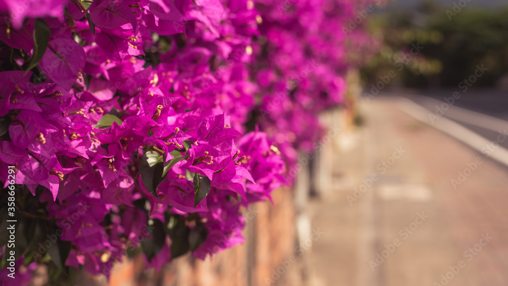 Obraz premium purple bougainvillea flowers