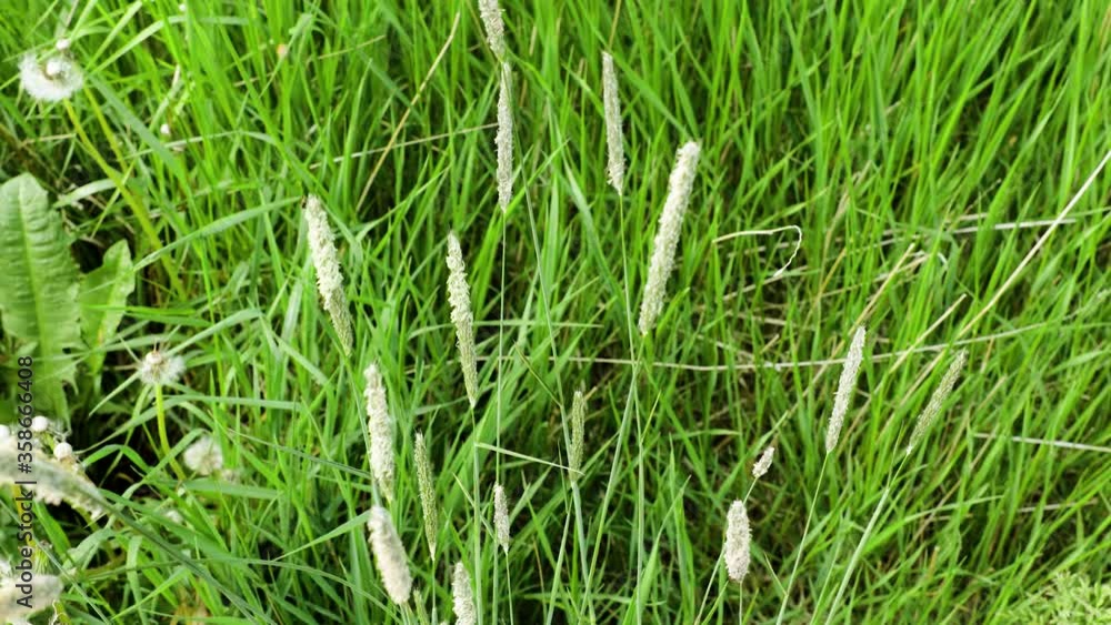 Gorgeous view of swaying green grass. Beautiful green nature background. Gorgeous view of swaying green grass. Beautiful green nature background.