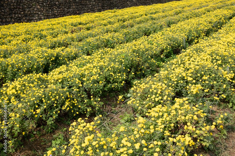 beautiful yellow chrysanthemum farm beautiful yellow chrysanthemum farm