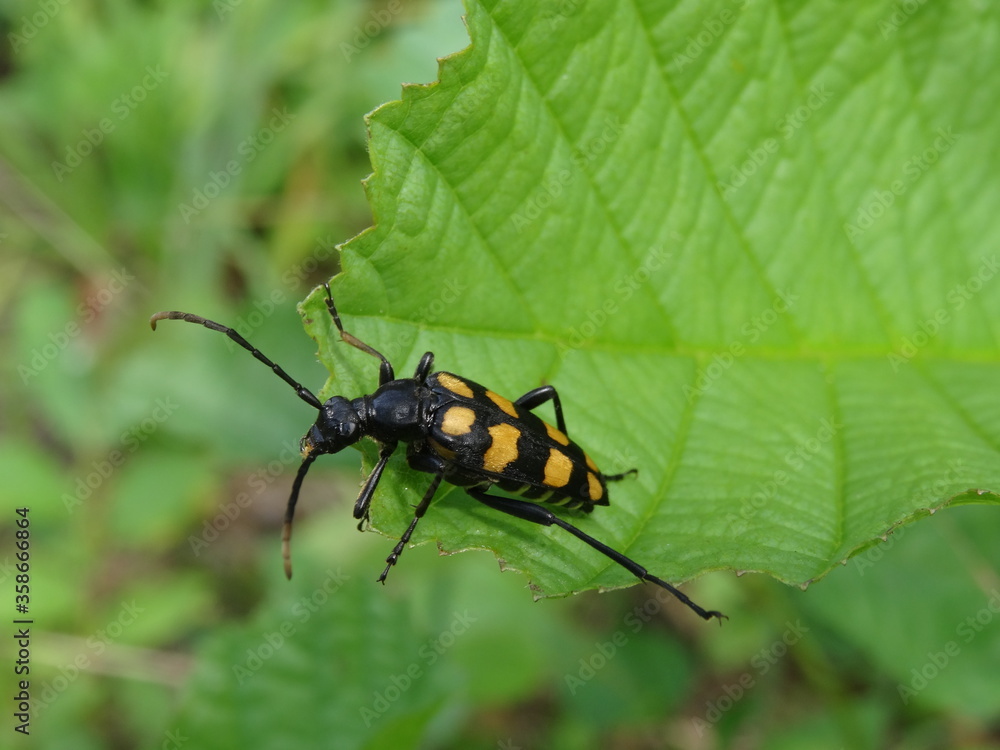 The longhorn beetle (Leptura quadrifasciata) on green leaf.