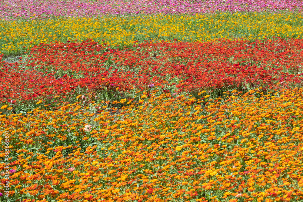 Fototapeta premium colorful cosmos flowers farm