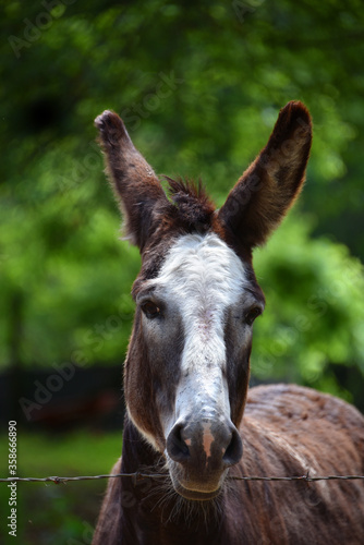 Attentive and Listening Donkey