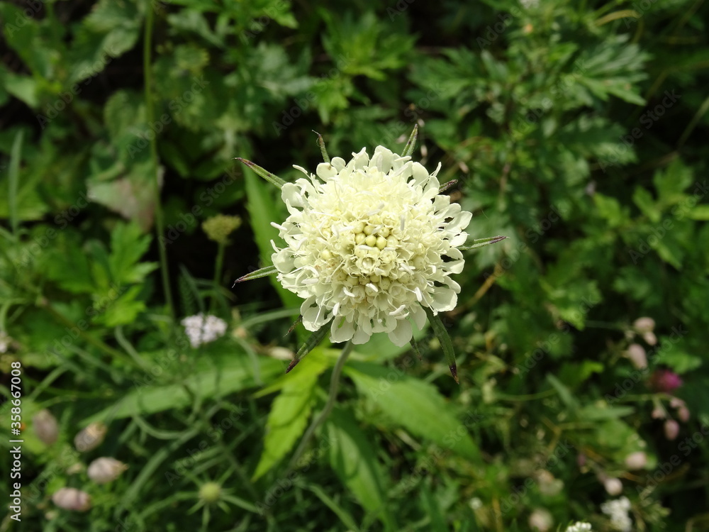 Cream pincushions or cream scabious (Scabiosa ochroleuca) with green background. Cream pincushions or cream scabious (Scabiosa ochroleuca) with green background.