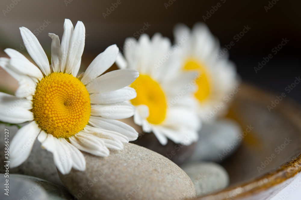 Obraz premium Daisy mindfulness