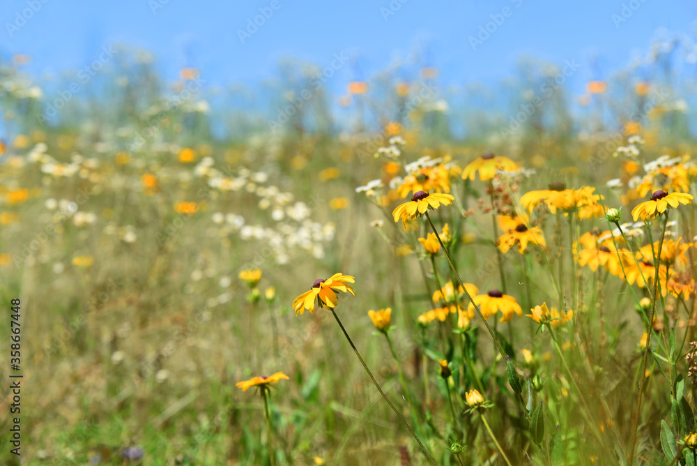 Background Meadow of Flowers Background Meadow of Flowers