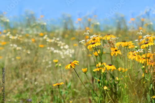 Background Meadow of Flowers
