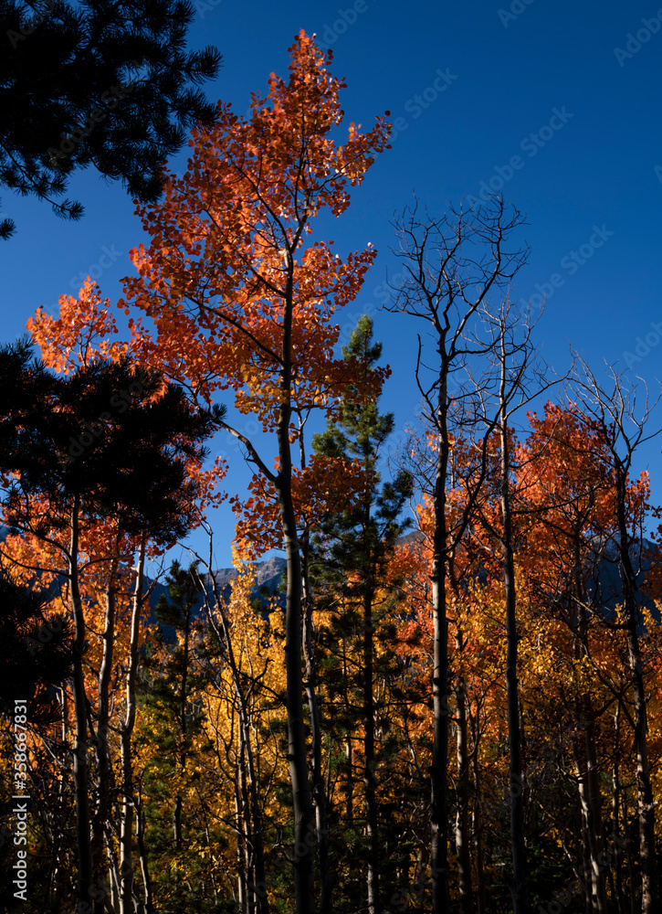 Fototapeta premium Fall time in the Rocky Mountains