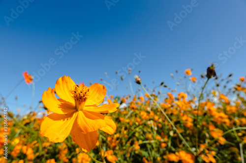 Fototapeta Naklejka Na Ścianę i Meble -  yellow cosmos flowers
