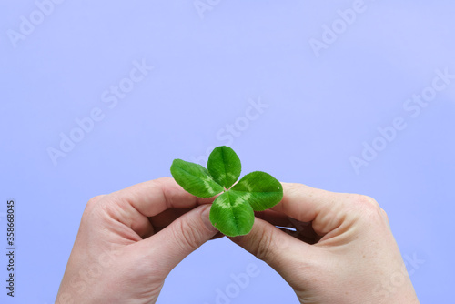 Hands holding a four leaf clover, lavender background, copy space.