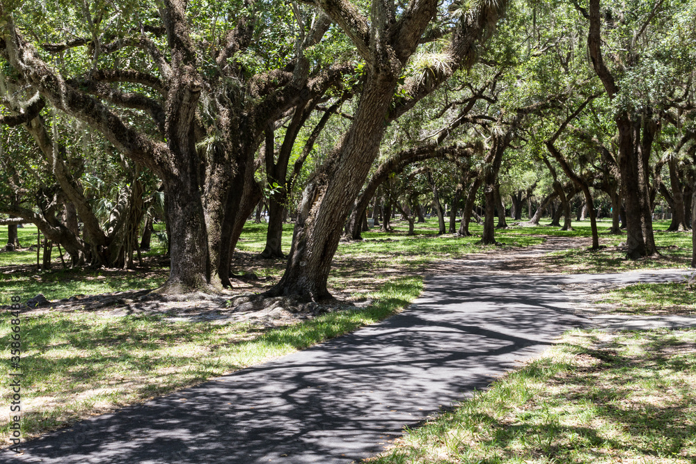 A landscape with tropical vegetation in a park in the city of Miami, Florida. A landscape with tropical vegetation in a park in the city of Miami, Florida.