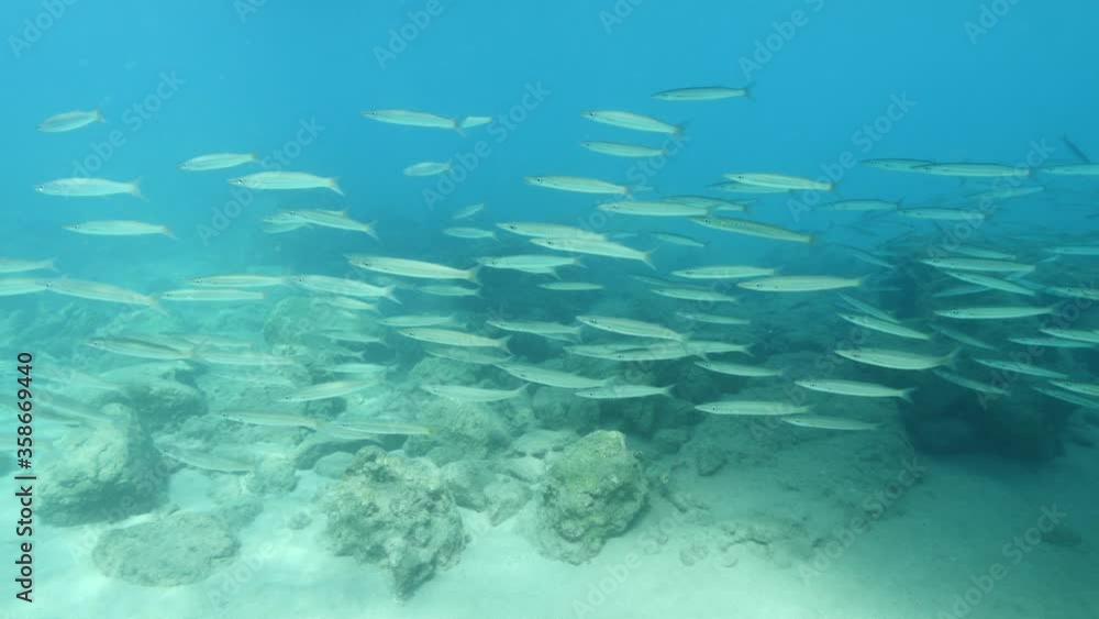 scuba divers enjoying underwater scenery blue water fish school ocean scenery mediterranean sea habitat scuba divers enjoying underwater scenery blue water fish school ocean scenery mediterranean sea habitat
