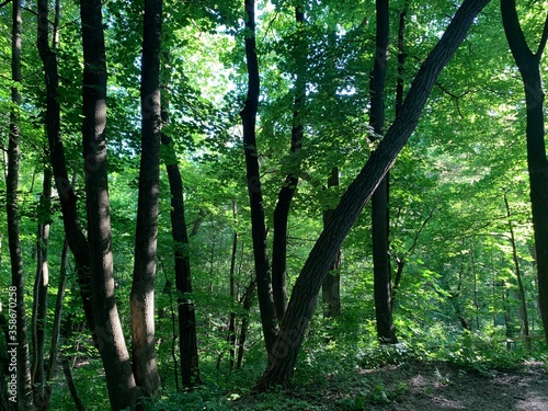 trees in the forest