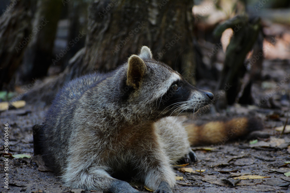 Fototapeta premium Mapache atento en El Corhito, Yucatan.