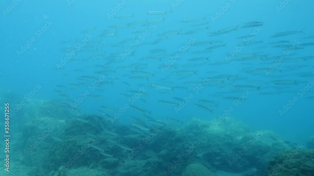 barracuda fish school underwater shallow water small barracuda ocean scenery swim slow barracuda fish school underwater shallow water small barracuda ocean scenery swim slow