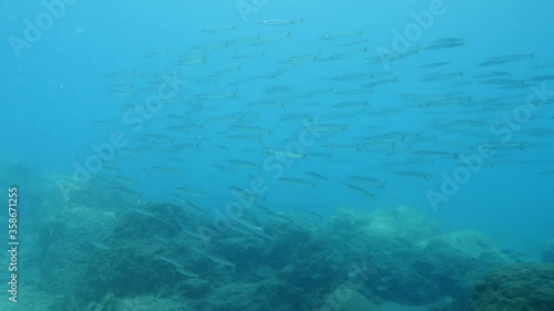 Wallpaper Mural barracuda fish school underwater shallow water small barracuda ocean scenery swim slow Torontodigital.ca