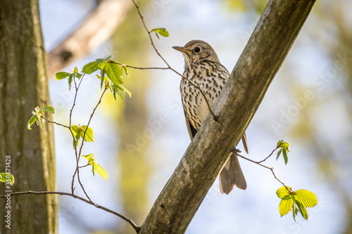 Obraz na plátně Song thrush (Turdus philomelos) in the forest