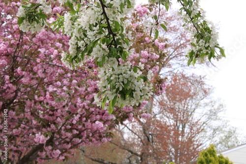 Flores arboles y madera