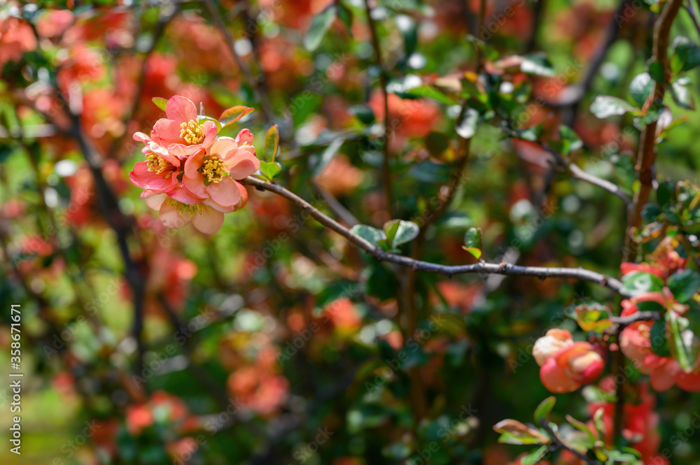 Chaenomeles japonica - Pink flowers of an ornamental shrub on the branches.