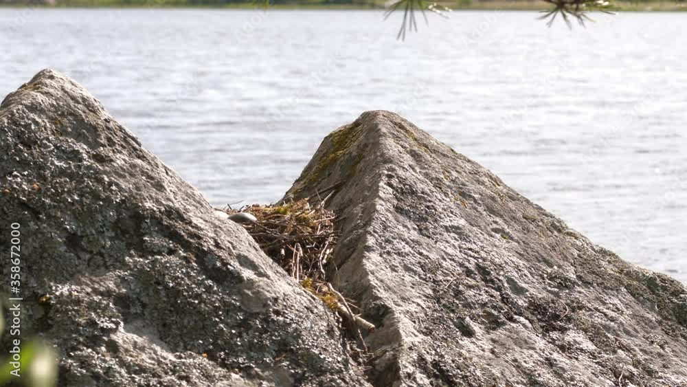 Seagull in Nest Incubates Eggs and Fly Away Seagull in Nest Incubates Eggs and Fly Away