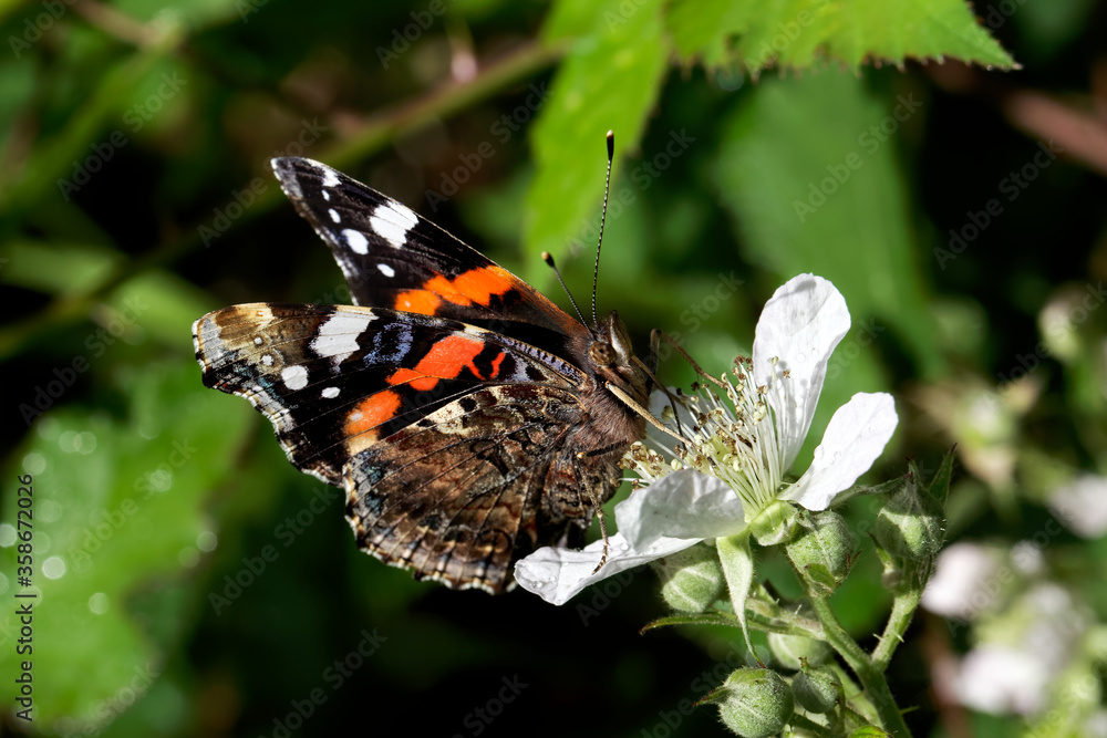 A Red Admiral Butterfly nectaring on a Bramble flower. A Red Admiral Butterfly nectaring on a Bramble flower.