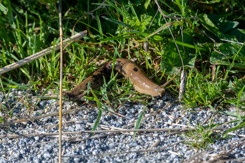 Pacific banana slug crawling on the ground. Vancouver BC Canada 