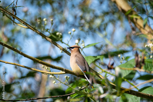 Cedar Waxwing perching on the branch.    Vancouver BC Canada  © haseg77
