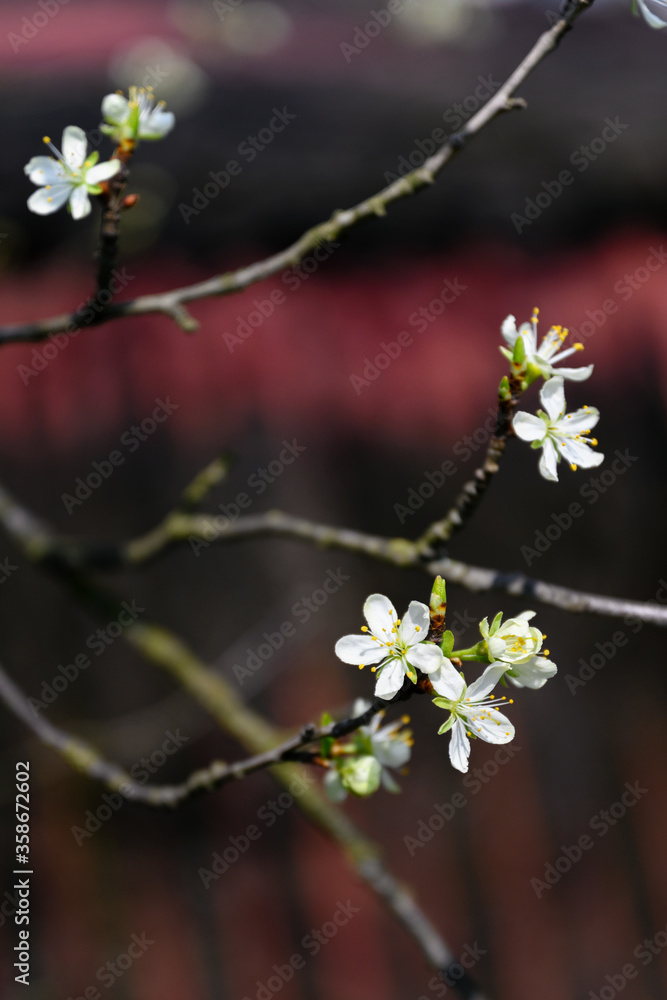 Tiny white plum blossoms on a twig.