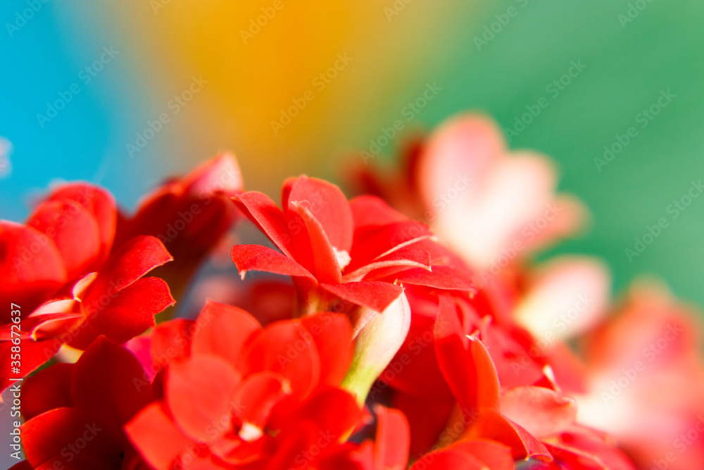 Kalanchoe indoor plant with red flowers on a blurred background. Kalanchoe Blossfeldiana. Close up Kalanchoe indoor plant with red flowers on a blurred background. Kalanchoe Blossfeldiana. Close up