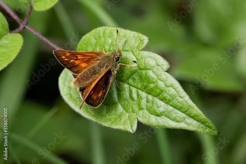 A Large Skipper Butterfly Basking on a green leaf.