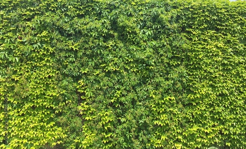 green ivy wall