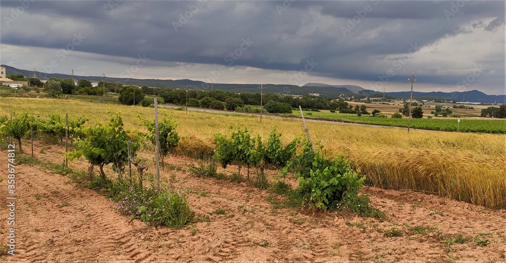paisaje, campo, cielo, naturaleza, verde, agricultura, azul, campo, verano, campesina, chacras, campestre, árbol, vino, cerro, dehesa, aterrizar, nube, europa, nube, horizonte, primavera uvas, vino, paisaje, campo, cielo, naturaleza, verde, agricultura, azul, campo, verano, campesina, chacras, campestre, árbol, vino, cerro, dehesa, aterrizar, nube, europa, nube, horizonte, primavera uvas, vino,
