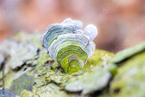 Vászonkép Stereum ostrea muhsroom growing on a log