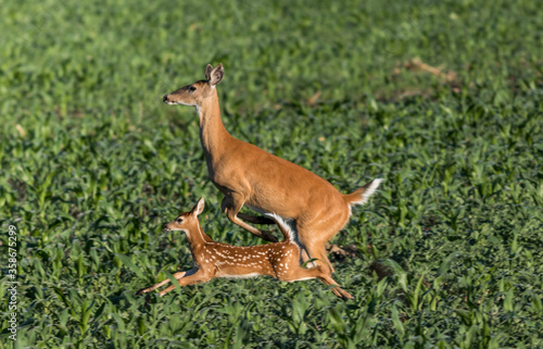 Fototapeta Naklejka Na Ścianę i Meble -  Mother Deer and baby run and leap through grass farm field in early morning baby crosses over