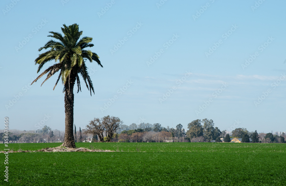 Isolated Phoenix palm tree on green meadow.