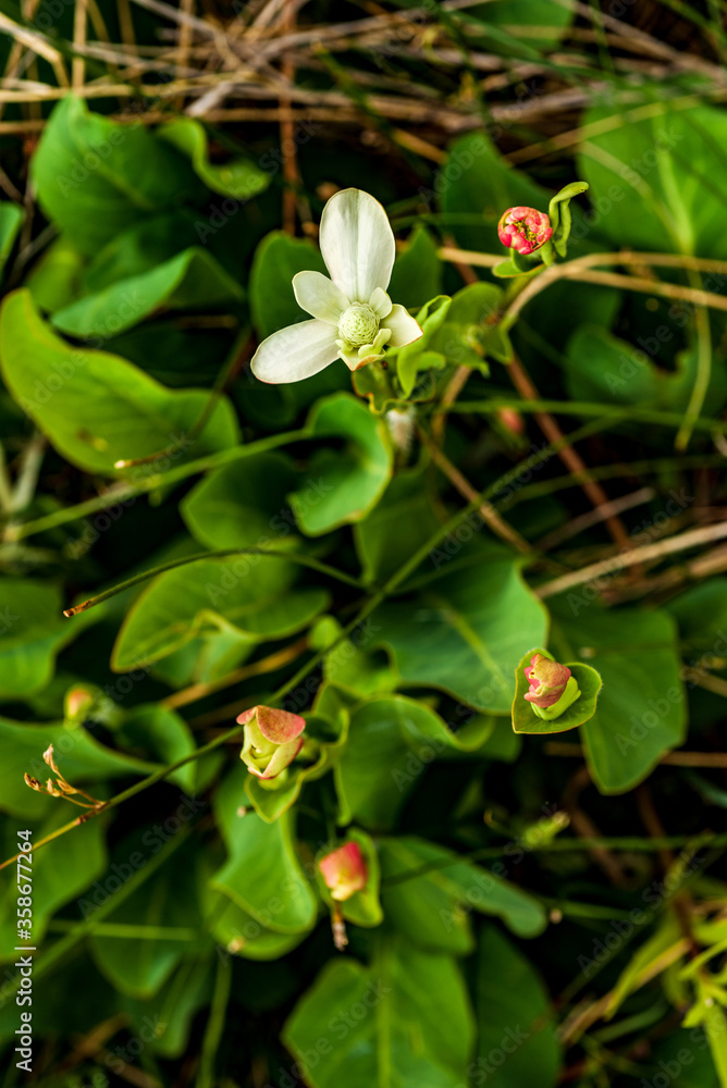 Fototapeta premium buds and white petals beginning to open on wildflower