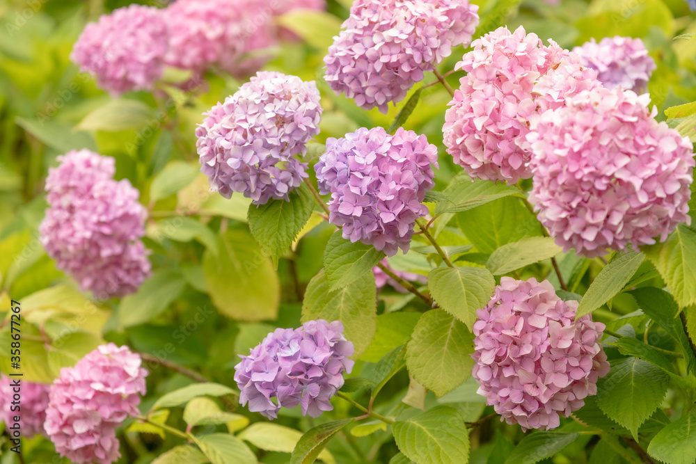 満開のピンクの紫陽花 満開のピンクの紫陽花