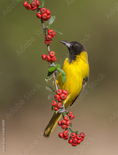 Obraz na płótnie Audubon Oriole