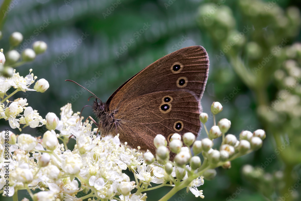 Obraz premium A Ringlet Butterfly nectaring on small white flowers.